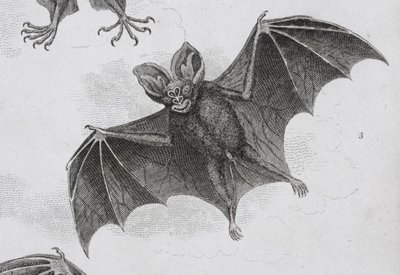 Bat, Engraved by Milton by Sydenham Teast Edwards
